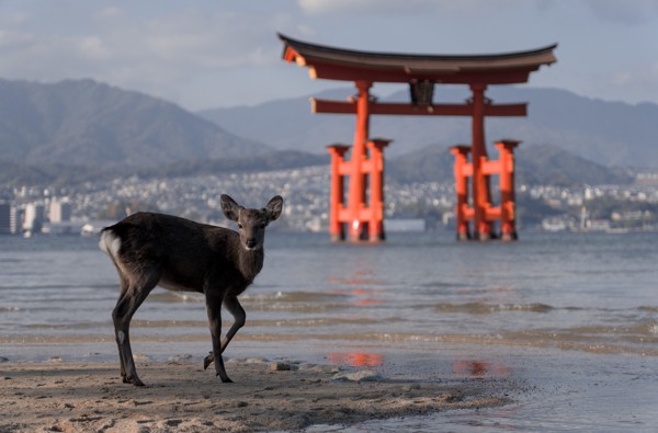 itsukushima shrine torii gate and deer